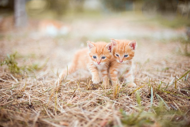 Cat Age to Human Age Converter